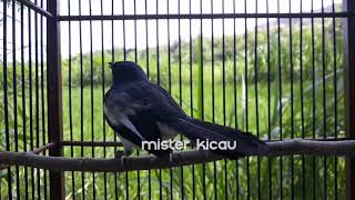 Playtube Pk Ultimate Video Sharing Website