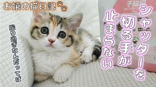 子猫が可愛すぎてシャッターを切る手が止まらない【お嬢の猫日記 / OJO- CAT DAILY】