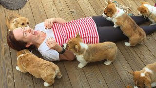 20 Minutes of Adorable Puppies 🐶