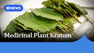 South-East Asian medicinal plant Kratom hailed as wonder drug in US | ABC News