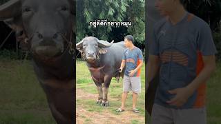 หมุนๆ  #ควายงาม #cow #ควายไทย #animals #buffalo #ควาย #ควายเผือก #ข่าวใหม่ #amazing #โหนกระแส