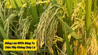 Giống Lúa OM34 Bông To Chắc Mẩy Không Cháy Lá Tại An Giang