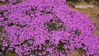 creeping phlox ㆍmoss phlox flowers 💜  꽃잔디ㆍ지면패랭이꽃 💜