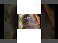 comedy monkey | #comedy #shortvideo #copyrightfree | FUNNY GENIX