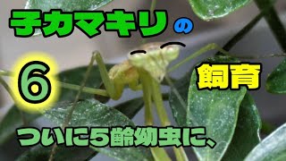 子カマキリの飼育　5齢幼虫へ、