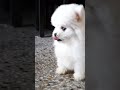 cuteness alert watch these pomeranian babies play pomeranianpuppies ytshorts ytviral shortvideo