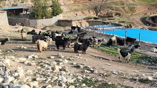 These hardworking nomads are burping their sheep # in the village of Pahlak #