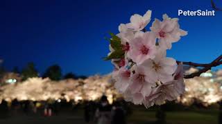 【4K】弘前の夜桜2021｜ Japan night cherry blossom（sakura) spot   弘前公園  満開 花見 観光 旅行 日本樱花｜ 弘前さくらまつり  桜の名所