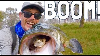 Murray Cod Surface MAYHEM! - Hectic Hook ups!