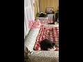 本日の忠猫はち公♡ shorts【うちの子4にゃんず】