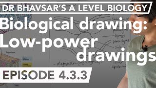 A level bio: low power microscope drawing