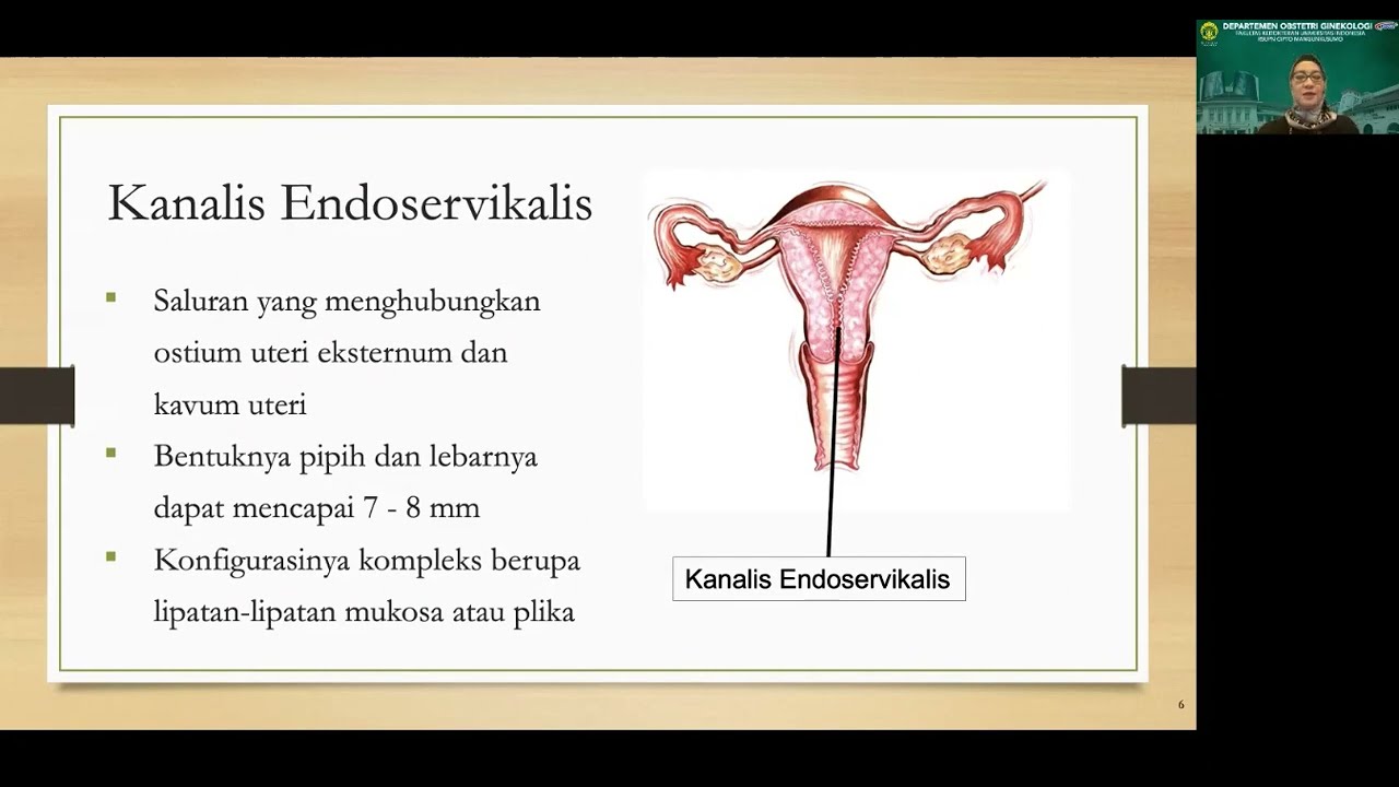 Deteksi Dini Kanker Leher Rahim ( Anatomi, Histologi Dan Fisiologi ...