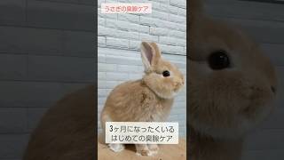 【うさぎ】家でできる！うさぎの臭腺ケア