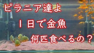 ピラニアは１日で金魚何匹食べるの？共食い予防！！