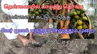 @deejayfarming8335 தென்னையில் வெள்ளை ஈ கட்டுப்படுத்த, மற்றும் அமோக விளைச்சலுக்கு