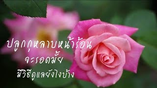 ปลูกกุหลาบหน้าร้อน | ดูแลกุหลาบ | EP.330 | คนบ้ากุหลาบ