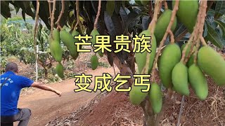 芒果面积过大，曾经贵族变成乞丐，用心管理还是放弃?