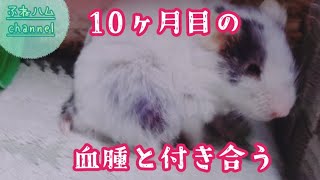 血腫と10ヶ月ともに生きるハムスター