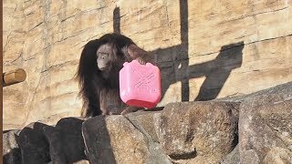 何でも真似て欲しがるバレンタイン・オランウータン