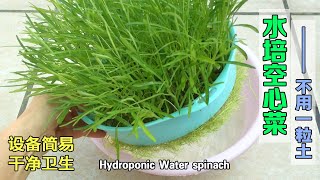 水培空心菜，简单又好玩，30天不到便可收获|Hydroponic water spinach, from seed to harvest|不用一粒土，在家种蔬菜