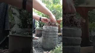 Propagating Singapore Holly