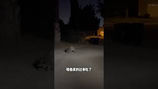 半夜偶遇小浣熊