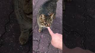 ミルクティー猫モフってたら人懐っこいキジトラ猫が現れた #Shorts