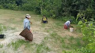 Field fishing / ជញ្ជាត់កូនត្រី បែបស្រុកស្រែ