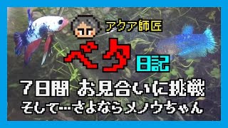 ベタ飼育日記⑨7日間 お見合いに挑戦