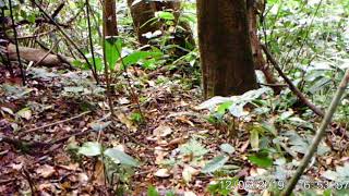 The Nigeria-Cameroon chimpanzee (Pan troglodytes ellioti) in Kom-Wum Forest Reserve, Cameroon.