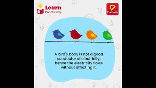 Interesting Fact About Birds | Learn Practically