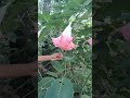 ഈ പൂവിന്റെ പേര് എന്താണ് angel s trumpet daily garden gardening