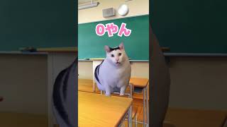 【猫ミーム】バレンタインあるある