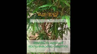 മുള/ഇല്ലി