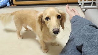 一緒に寝たいと控えめに要求してくる犬が可愛すぎる   ダックスフンド