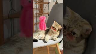 Чи видно рожеве у рожевих окулярах? #joeycat #pink #cat #funny #katze #fyp #pets #subscribe