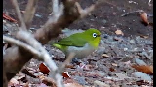 メジロ世田谷地区 2025 01 19 #メジロ #野鳥 #birds #wildlife #nature #自然観察ぶらり散歩