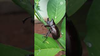 ด้วงกว่างหรือ แมงคาม |BEETLE THAI