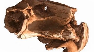 Neuer Einblick in das Leben des Lystrosaurus