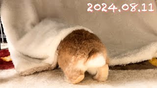 【ちょいなが！】毎日の45秒ひなちゃん🐰✨【2024.08.11のひな】[うさぎ]