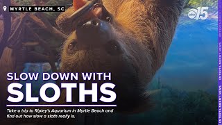 Slow down \u0026 enjoy yourself with sloth encounters at Ripley's Aquarium