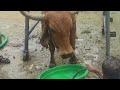 downer cow syndrome l unable to stand l unable to sit l dr umar khan