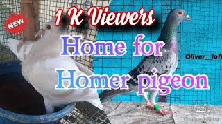 Home for Homer pigeon⚡️ #malayalam story#homer pigeon #pets story