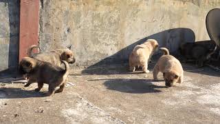 Chinese Pastoral Dog来自中国湖南的名犬：中华田园犬！它忠诚勇敢，是看家护院的好帮手。狗狗的日常记录