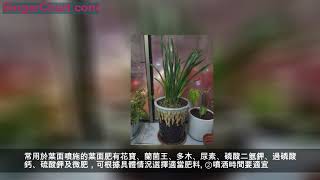 盆栽蘭花怎樣施肥？