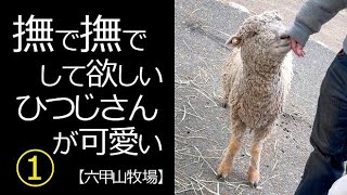 撫でられたいひつじのおねだりⅠ【六甲山牧場】#shorts