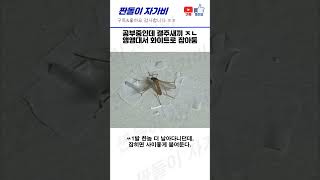 혐오가 광기로 변한 모기갤러리 최신 모음 3#