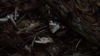 geotrupidae scavanging mushrooms and hiding when they see me