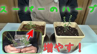 水に挿したハーブを土に植え替え！これで株を増やそう♪