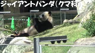 【上野動物園】Ueno Zoo ジャイアントパンダ Giant panda ＆レッサーパンダ Red panda ★2022.10.20★どちらも竹の葉を食べています